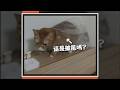橘貓自己披上透明塑膠袋　一臉要去拯救世界XD