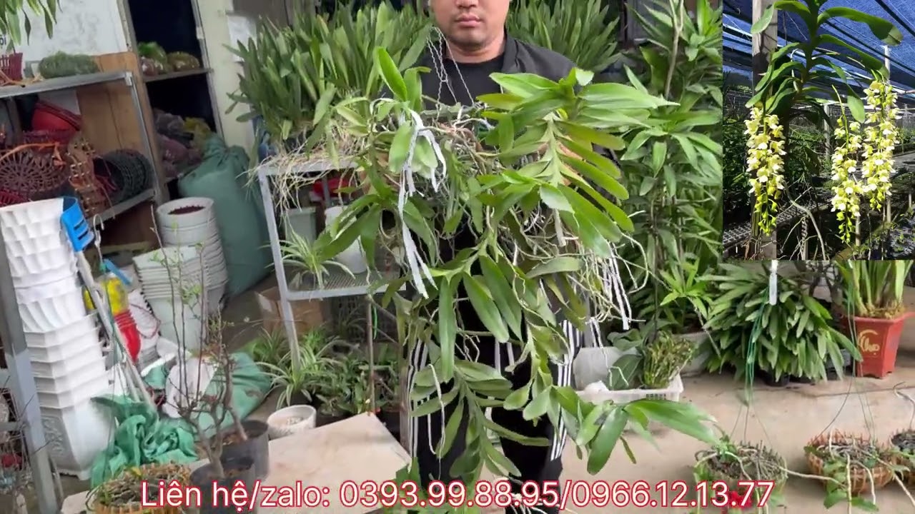 TRƯA 27/2 rất nhiều dòng hoa đẹp giá rẻ yêu thương..Lh 0393998895/0966121377