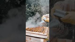 A smoker can make inspections smoother. #beekeeping #honeybee