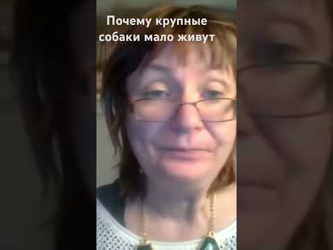 Видео: Почему крупные собаки быстро стареют. #собака #собаки