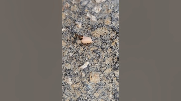 heartguide4you it's a ant life, when the ants go marching in....