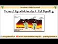 Types of signal molecules in cell signaling  membrane bound  secretory signal molecules examples