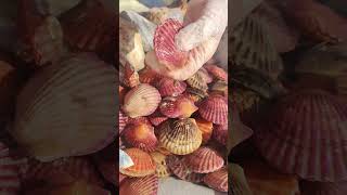 Sea Agate and Sea Crystal: Finding Hidden Treasures on the Shore and rare pearl
