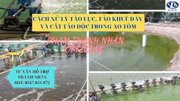 CÁCH XỬ LÝ TẢO LỤC, TẢO KHUÊ DÀY VÀ CẮT TẢO ĐỘC TRONG AO TÔM | PHẠM THANH NHÀN OFFICIAL