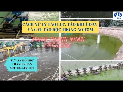 Video CÁCH XỬ LÝ TẢO LỤC, TẢO KHUÊ DÀY VÀ CẮT TẢO ĐỘC TRONG... - youtube