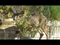 Good morning, deer