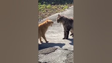 Thumbnail of Cat Fight Sounds#shorts