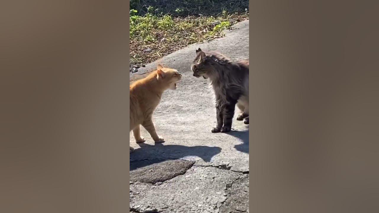 Cat Fight Sounds#shorts
