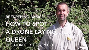 Beekeeping Basics - How to spot a Drone Laying Queen - The Norfolk Honey Co.
