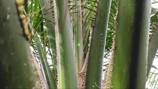 Prosedur Pengambilan Sample Daun LSU Kelapa Sawit