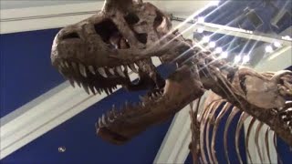 Tribute to Disneys Dinosaur Ride At Animal Kingdom
