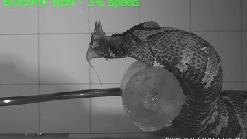 Full speed snake strikes - then in slow motion