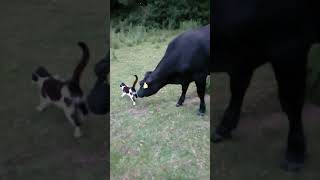 You Feline This? Curious Cow Receives The Full Wrath Of Cat