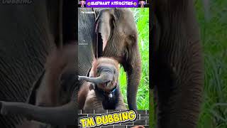 elephant dubbing tamil🤣🔥 #animaldub #animals #comedydubbing #animaldubbingvideos #funny #shorts