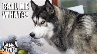 Husky Reacts to The Wrong Names People Call Him!