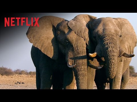 The Ivory Game - Officiële trailer - Netflix-documentaire [HD]