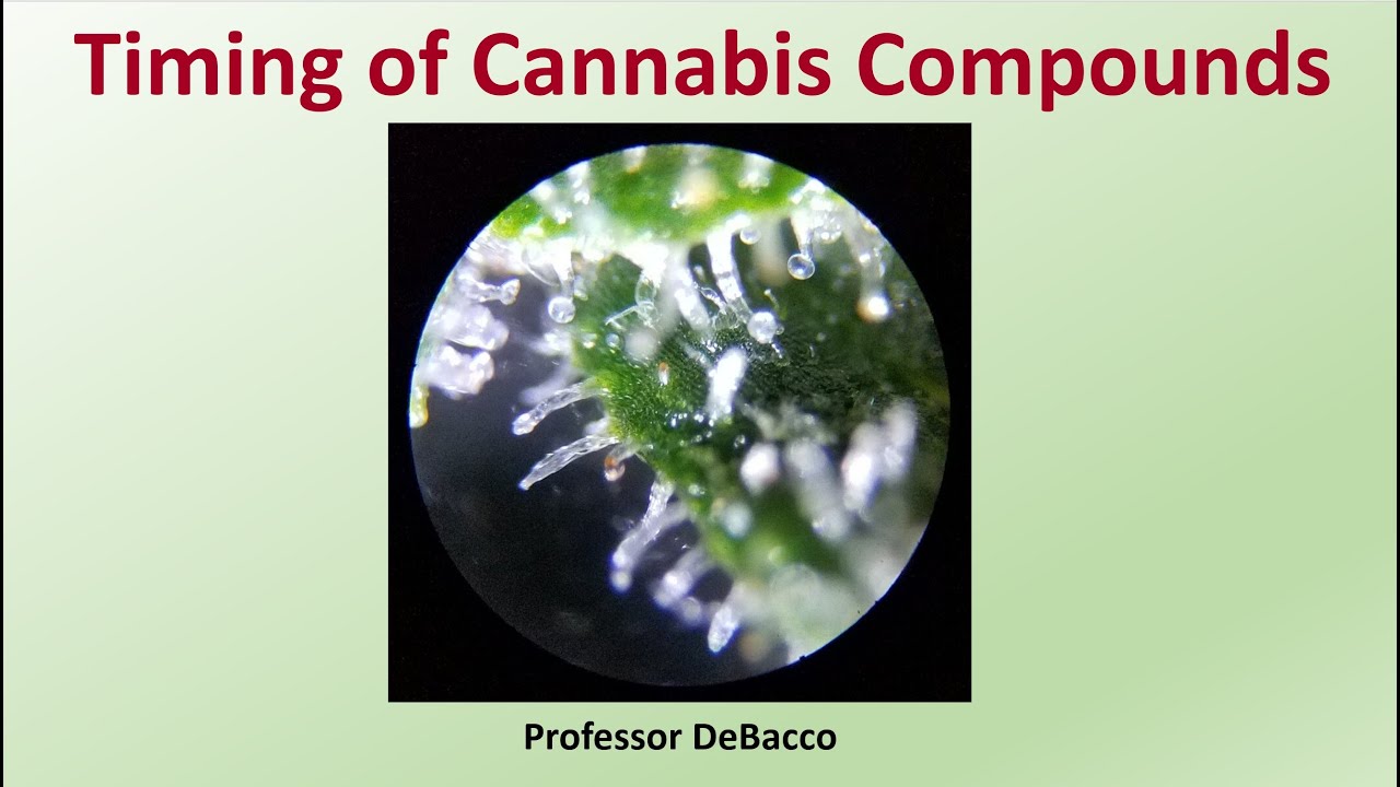 Timing of Cannabis Compounds