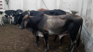 Feira do gado em Vertentes Pernambuco 13/08/2022 $$$$