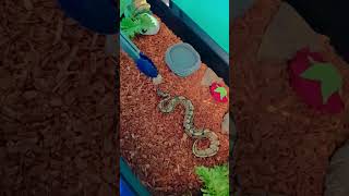 ℙ𝕆𝕍 𝕗𝕖𝕖𝕕𝕚𝕟𝕘 𝕪𝕠𝕦𝕣 𝕤𝕟𝕒𝕜𝕖