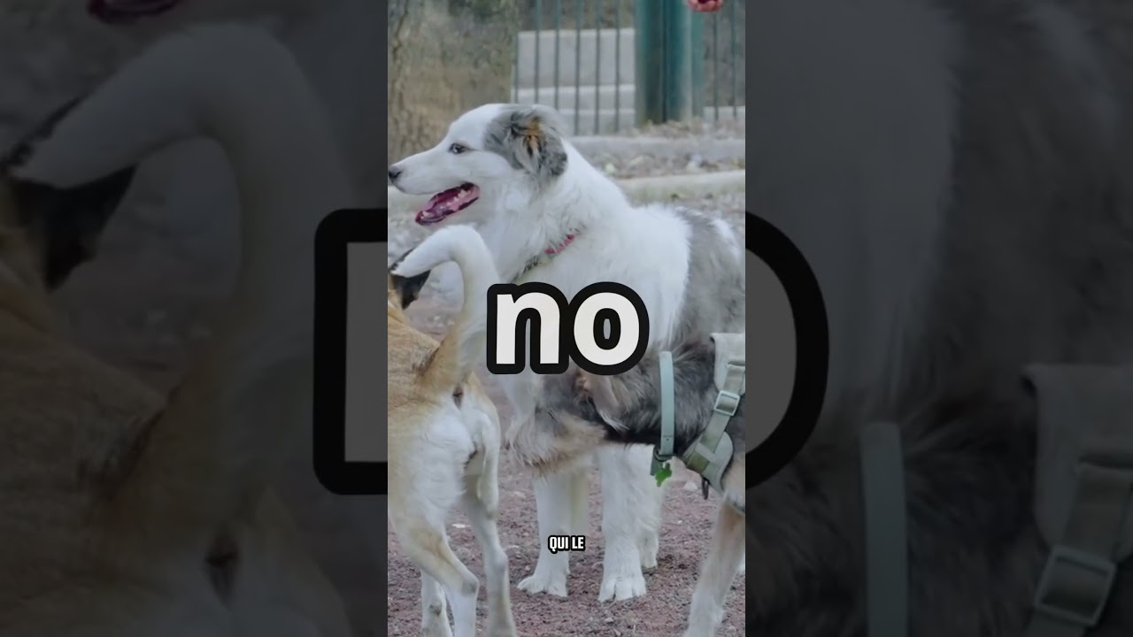 Trovare posti PET FRIENDLY è UN INFERNO!