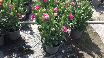 Giống Hoa Cát Tường