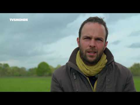Vidéo: Rhubarbe : Pas Des Fanes, Pas Des Racines, Mais Des Pétioles