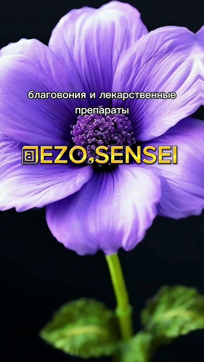 1⃣3⃣ 2⃣3⃣ИЮЛЯ - ФИАЛКА - ЦВЕТОК БО💟ГИНИ ВЕНЕРЫ - YouTube
