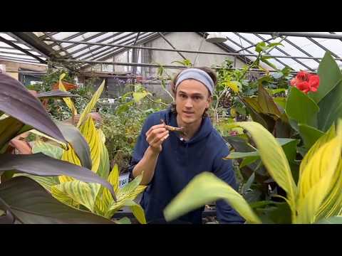 Video: Canna Rhizom Rot – Hvad skal man gøre ved rådne Canna Rhizome