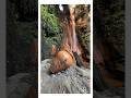 La Fuente Agria de Pórtugos #fuente #viral #alpujarra #montaña #paisajes #naturaleza #cascada #top