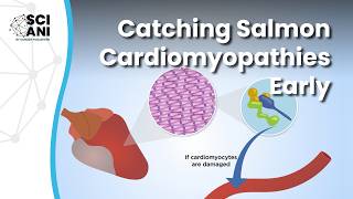 How can cardiomyopathies be caught early in salmon?