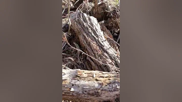 Enjoy walking in the woods