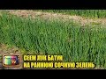 РАННЯЯ ВЕСЕННЯ СОЧНАЯ ЗЕЛЕНЬ ЛУКА ИЗ СЕМЯН! СЕЕМ ЛУК БАТУН