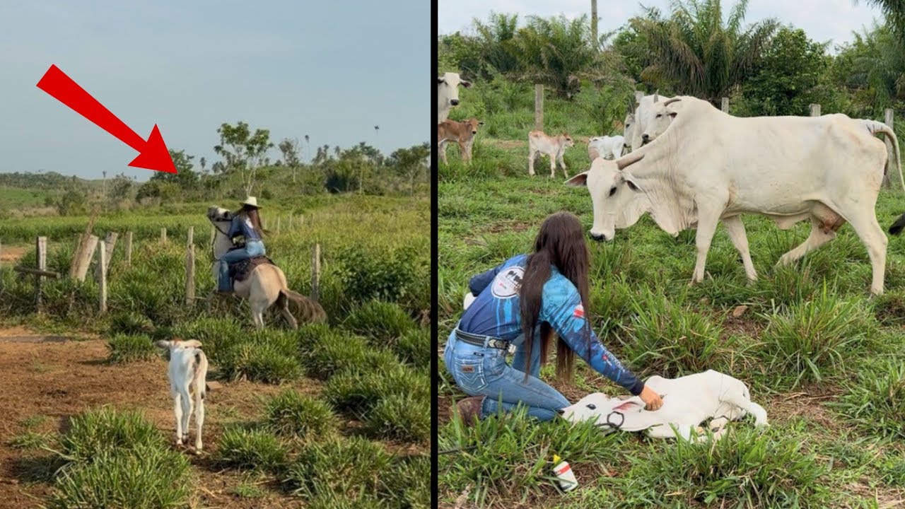 MEU BURRO PULOU COMIGO AO ENFRENTAR AS VACAS BRAVAS😱