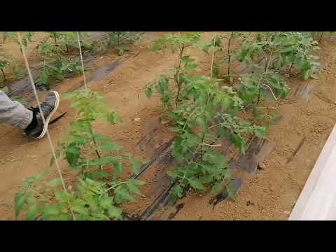 Video: Kako Oprašiti Rajčice U Stakleniku