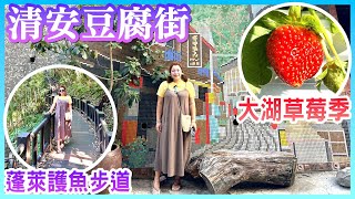 【苗栗景點】「蓬萊護魚步道」整修後重新開放、大湖草莓文化館「草莓季」開始囉、久違的「洗水坑豆腐街」 (清安豆腐街)  Miaoli Taiwan