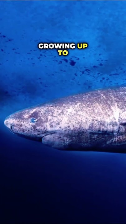 Why Sharks Get Creepier The Deeper You Go The Creepier, The Deeper You Go #deepseashark #sharks #oceancreatures #