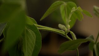 &#39;Magic’ soybeans produce life-saving drugs, nutritional compounds while going easy on the planet