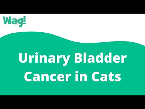 वीडियो: बिल्लियों में यूरिनरी ब्लैडर कैंसर (Rhabdomyosarcoma)