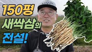담양 새싹삼 귀농 연매출 4억 [귀농의전설 ep.1]