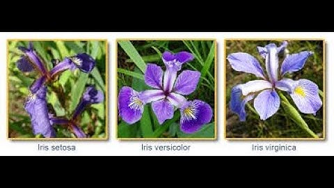 Iris Data Classification with Keras and Python