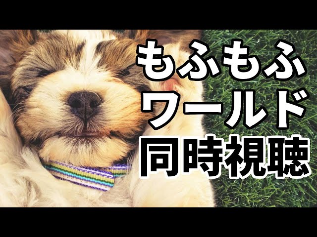 【メンバー限定】もふもふワールド同時視聴【荒咬オウガ/ホロスターズ】のサムネイル