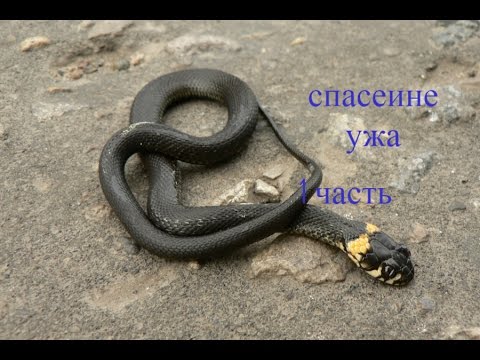 уж спас