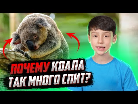 Почему коала так много спит?