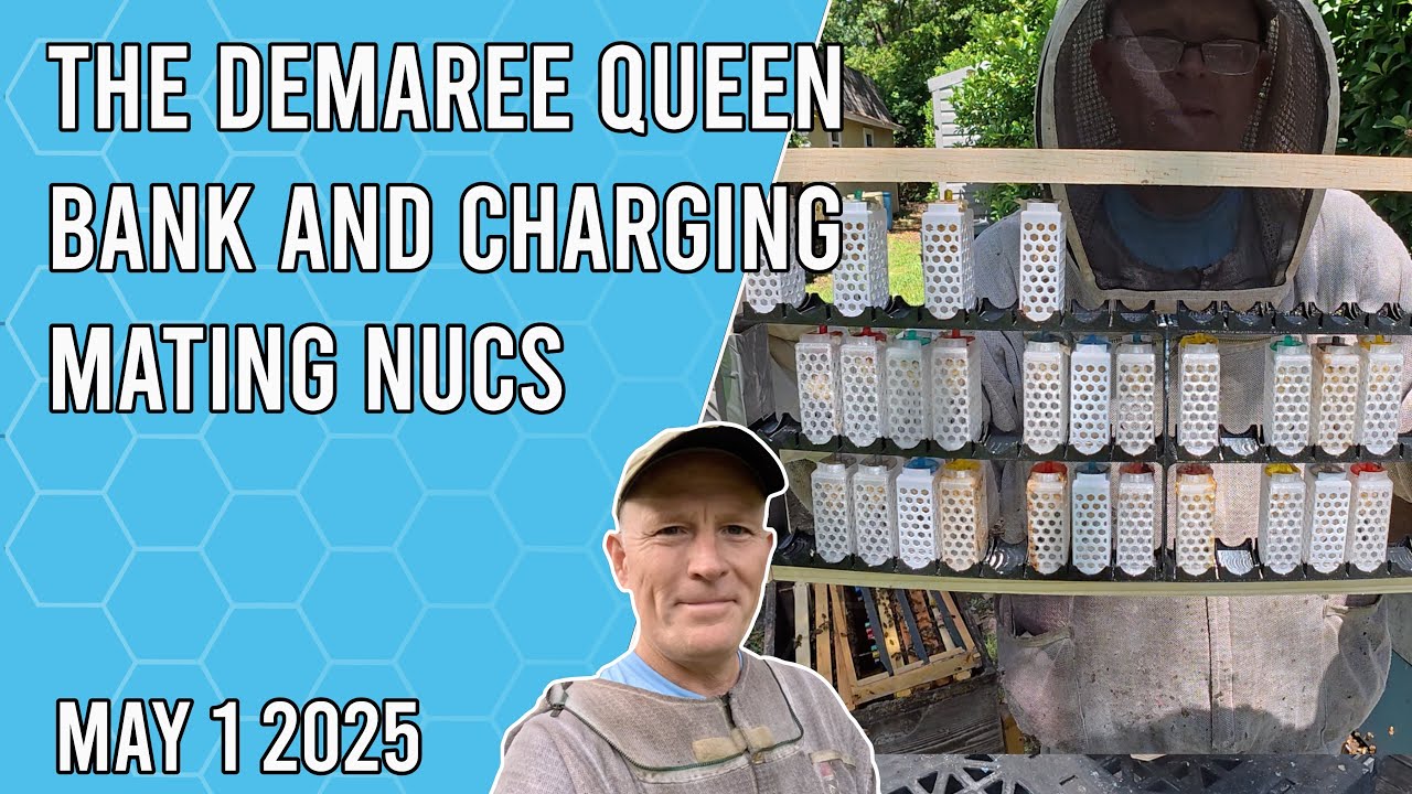 The Demaree Queen Bank and Charging Mini Mating Nucs - Jacksonville FL Zone 9b