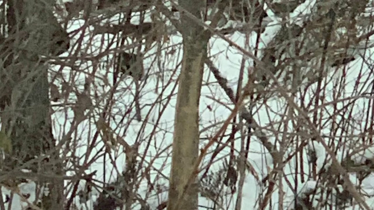 2020 Maine deer hunting . My grandfather an me big bruiser buck 225