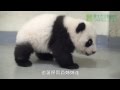 好動的圓仔 The Energetic Giant Panda Cub Yuan Zai (English Subtitle Available)