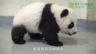 好動的圓仔 The Energetic Giant Panda Cub Yuan Zai (English Subtitle Available)