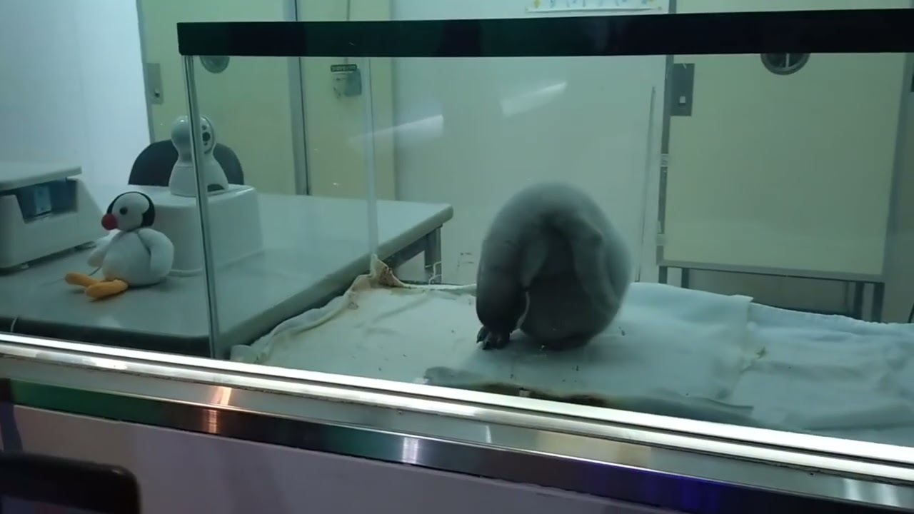 3-29 Nov 2025 Emperor penguin at Adventure world, Japan - YouTube