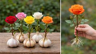 مجرد ثوم! فجأة تظهر 1001 جذر وتزهر الورود طوال العام! screenshot 2