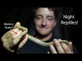 Searching For Nocturnal Reptiles in Florida!